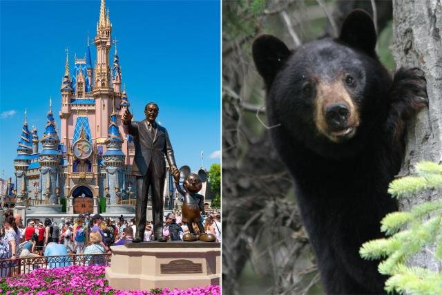 خرس سیاه، مشهورترین مرکز تفریحی آمریکا را به تعطیلی کشاند/ عکس