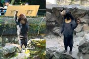 خرس‌های عجیبی که رفتار انسان را تقلید می‌کنند/ عکس