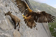ببینید | لحظه شکار بز جنگلی توسط عقاب تیزچنگال