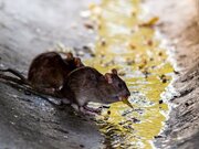 ببینید | پرسه زدنن ترسناک گله موش‌ها در خیابان لاکرونیا اسپانیا