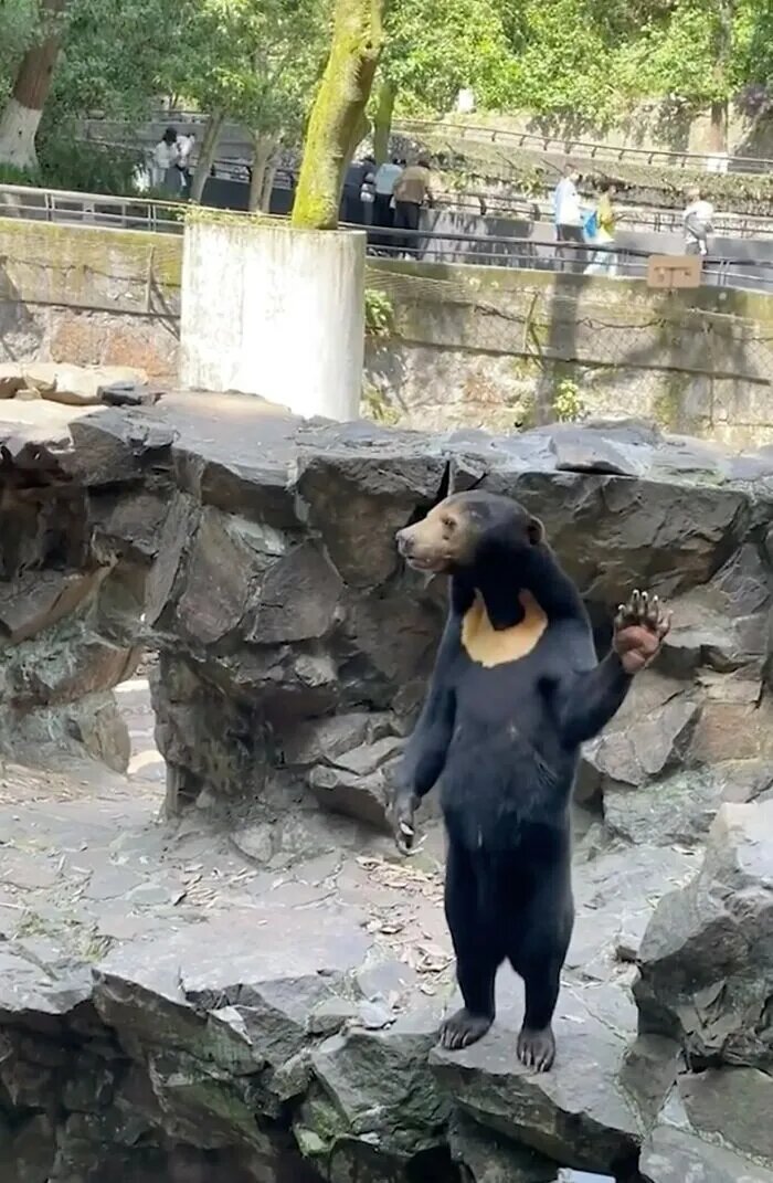 خرس‌های عجیبی که رفتار انسان را تقلید می‌کنند