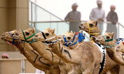ببینید | صحنه عجیب از زیپ لاین سواری شتر در امارات