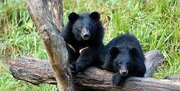 ببینید | تصاویری زیبا از بازیگوشی چهار قلاده خرس سیاه آسیایی در کهنوج