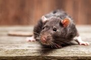 ببینید | ویدیوی باورنکردنی از انبار پرورش موش‌های غول‌پیکر در تایوان!