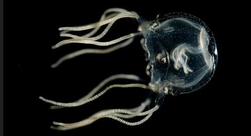 رفتار حیرتآور موجوداتی بیمغز 2