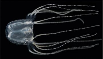 jellyfishes.jpg