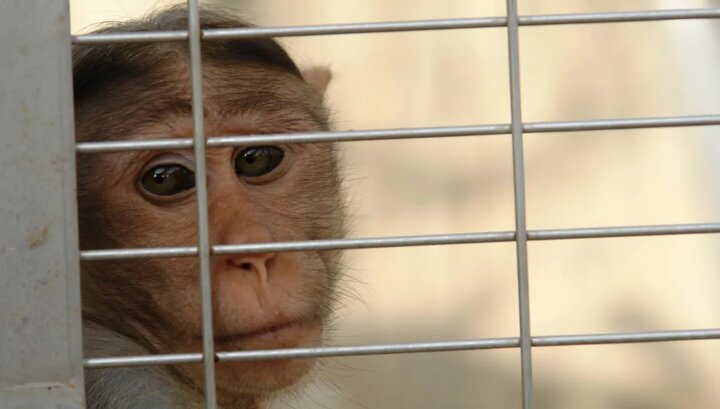 ببینید | تصاویری پربازدید از شانه کردن موهای یک میمون جلوی آینه