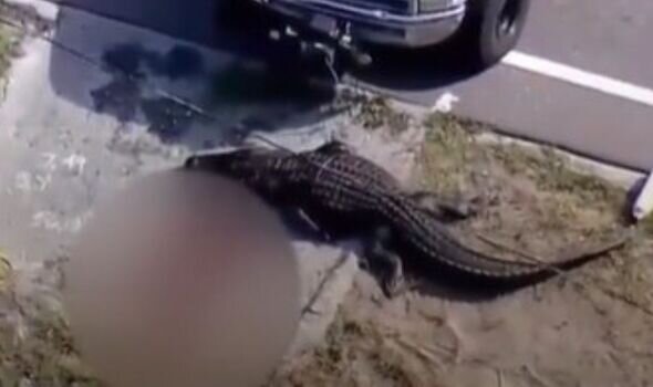 جسد زنی در میان آرواره‌های یک تمساح  ۴ متری پیدا شد/ عکس