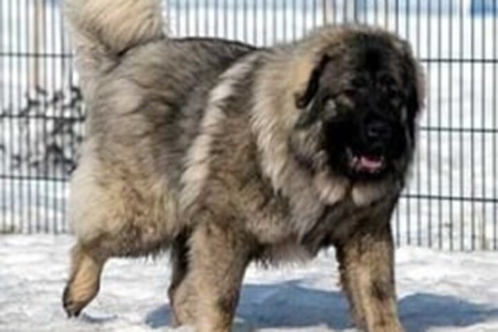 ببینید | لحظاتی ترسناک از سگ قفقازی بزرگترین سگ در دنیا
