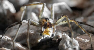 عنکبوت‌های نر لاغر برای جلب توجه جنس مخالف، کارهای جالبی انجام می دهند