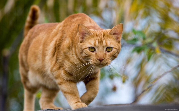 ببینید | سرعت عمل بالا و روش‌های جالب گربه‌ها برای شکار