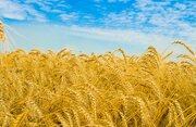 افزایش ٢١ درصدی تولید گندم کرمانشاه با اجرای طرح جهش تولید در دیمزارها 