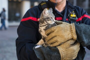 عکس | چهره بهت‌زده گربه‌ نجات یافته از آتش سوزی مهیب