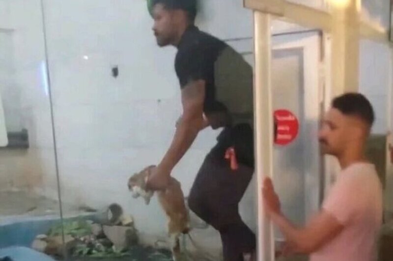 ببینید |  اقدام جنجال‌ساز از باغ‌وحش مشهد؛ پرتاب خرگوش زنده داخل قفس حیوانات وحشی برای شکار!