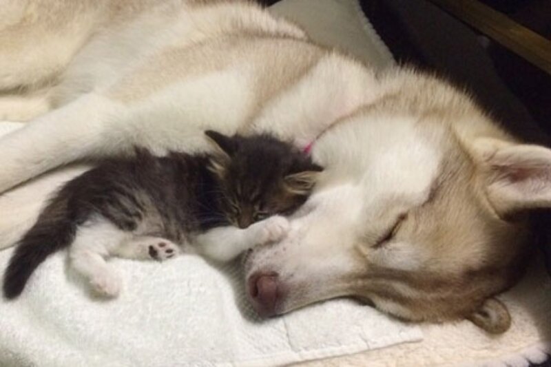 ببینید | تلاش شگفت‌انگیز یک سگ برای نجات گربه از غرق شدن