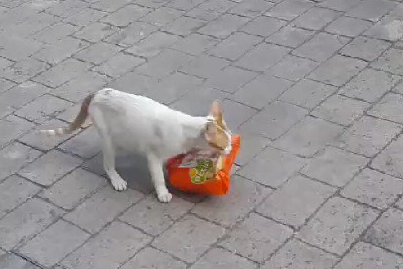 ببینید | سرقت یک بسته مرغ توسط گربه مادر به خاطر فرزندانش