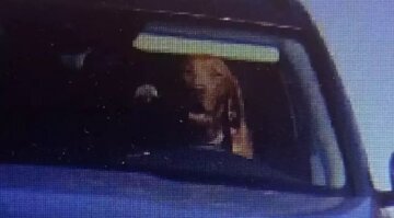 جریمه راننده‌ای که فرمان خودرو را به سگش داده بود