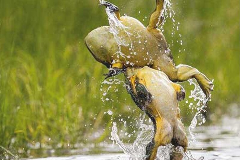 ببینید | دعوای عجیب دو قورباغه مشابه دو کشتی‌گیر حرفه‌ای!