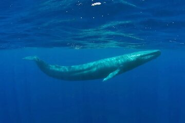 چگونه حسگرهای بمب اتم، نهنگ‌های آبی ناشناخته را پیدا کردند؟