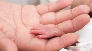 صدور ۱٠۵ مورد مجوز سقط جنین در کرمانشاه طی پنج ماهه امسال 