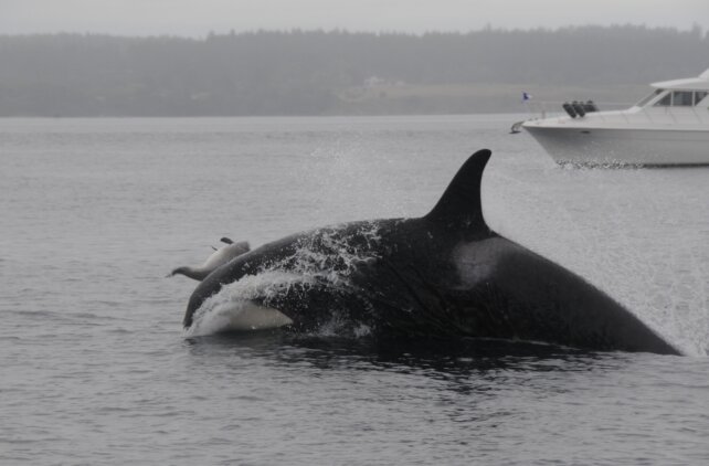 کشتار بی‌دلیل یک موجود دوست‌داشتنی توسط نهنگ‌های قاتل/ عکس