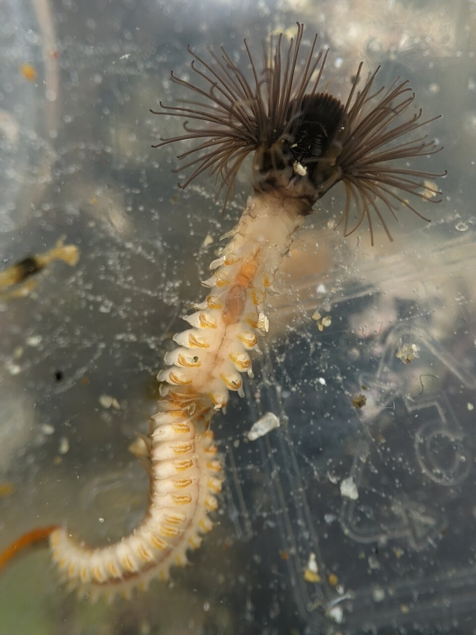 زندگی سالمتر با الهام گرفتن از این کرمهای شگفتانگیز/ عکس