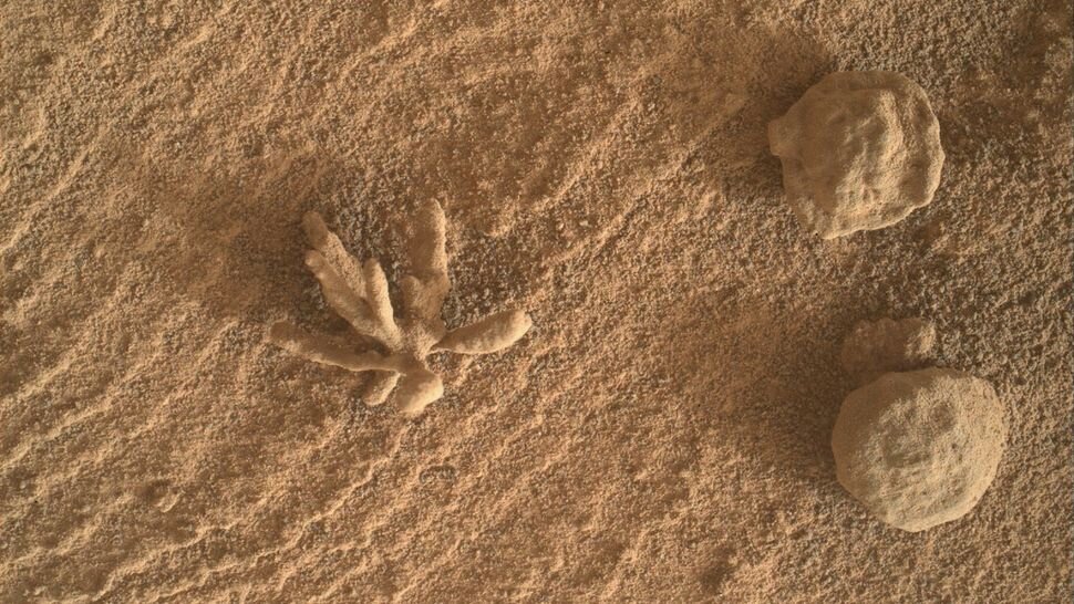 عکس گل‌ زیبایی که بر سطح مریخ روییده‌