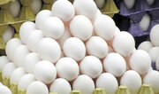 مصرف تخم‌مرغ در کرمانشاه روزانه ۷۰ تن است