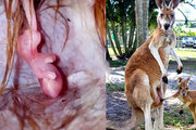 ببینید | مراحل شگفت انگیز رشد جنین کانگورو داخل کیسه مادر