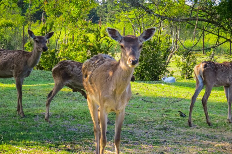 ببینید | مرال‌های زیبای در منطقه امن رودبارک