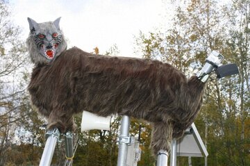 گرگهایی که ناجی ژاپن شدند!/ عکس گرگهایی که ناجی ژاپن شدند!/ عکس