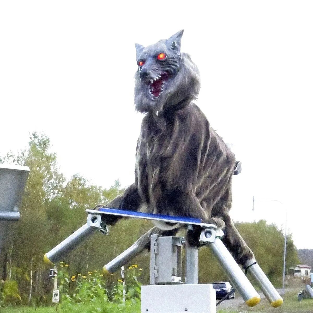 گرگهایی که ناجی ژاپن شدند!/ عکس