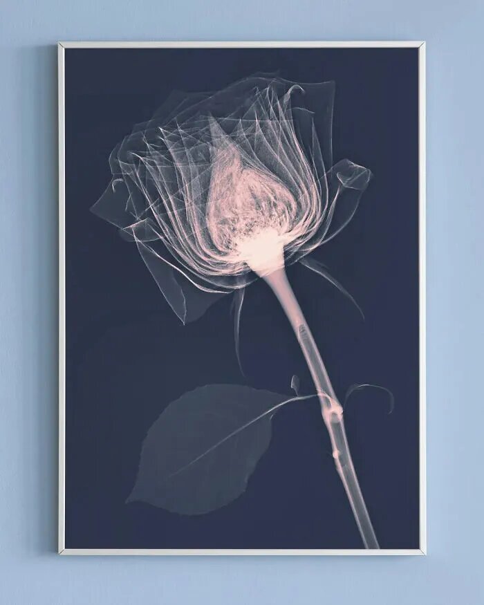 نتیجه خارق‌العاده تاباندن اشعه ایکس به گل‌ها/ عکس