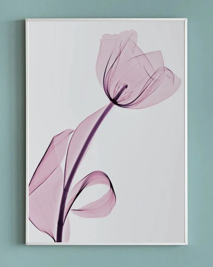 نتیجه خارقالعاده تاباندن اشعه ایکس به گلها/ عکس