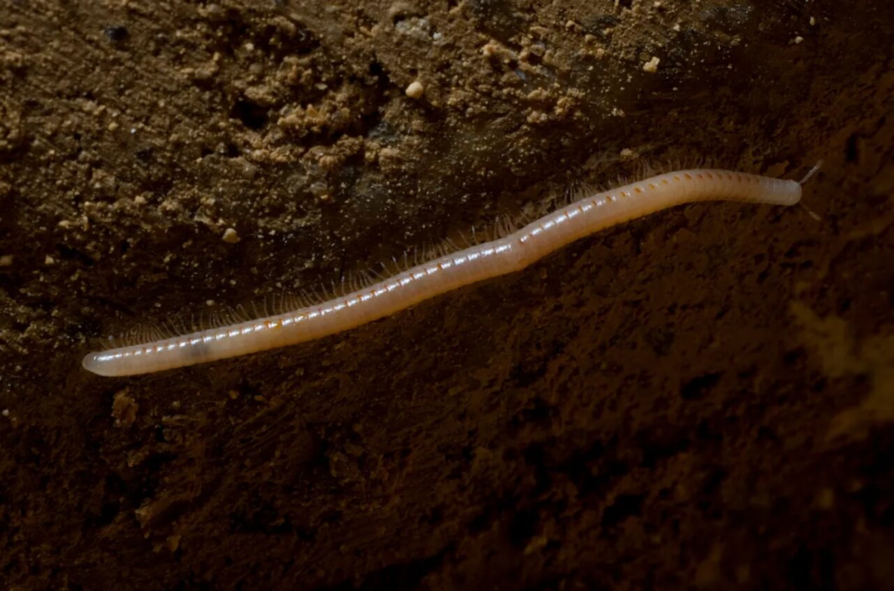 پادشاه منزویترین مکان جهان/ عزلتنشین ۵ میلیون ساله/ عکس