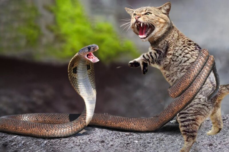 ببینید | درگیری شجاعانه یک گربه با دو مار کبری!