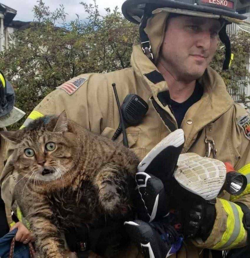 عکس | چهره بهت‌زده گربه‌ نجات یافته از آتش سوزی مهیب