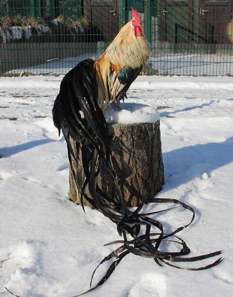 دم درازترین خروس جهان؛ این پرنده به عنوان یک دارایی ملی ثبت شده است/ عکس