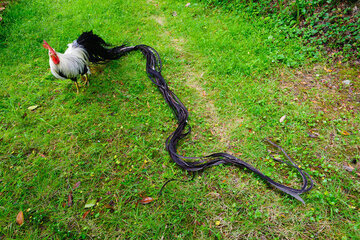 دم درازترین خروس جهان؛ این پرنده به عنوان یک دارایی ملی ثبت شده است/ عکس