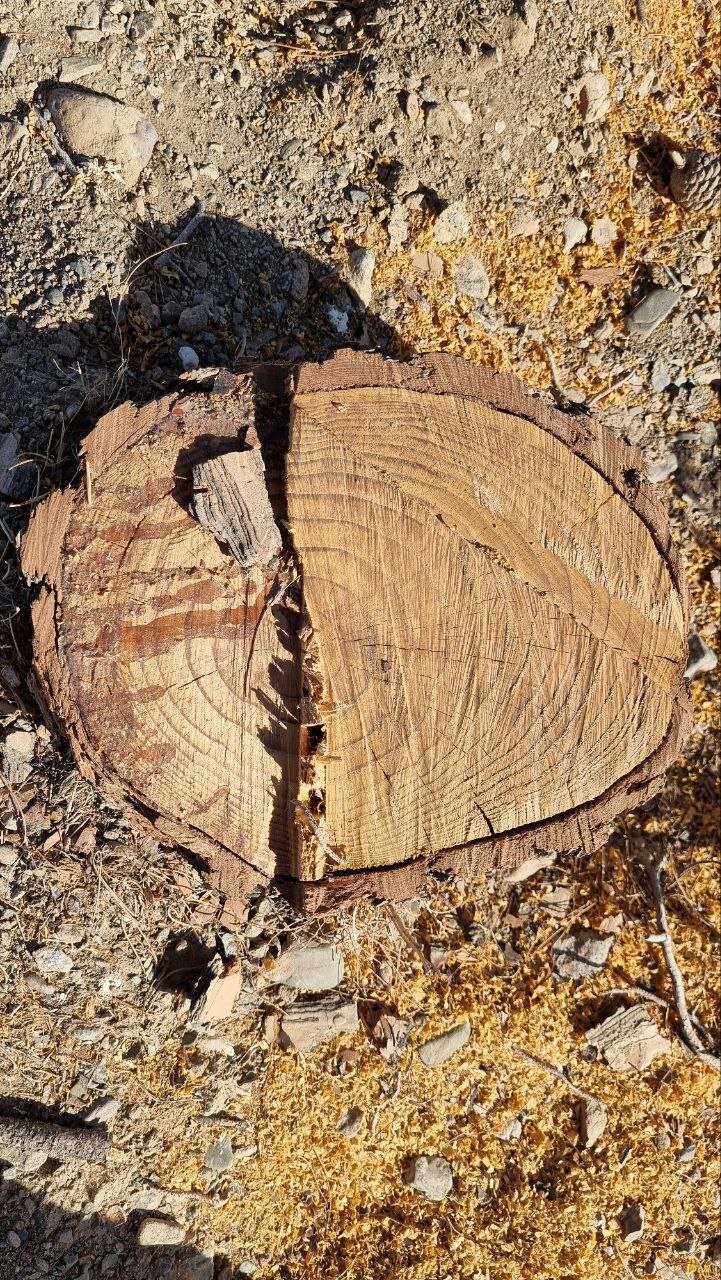 درختان این شهر را بریدند/ عکس