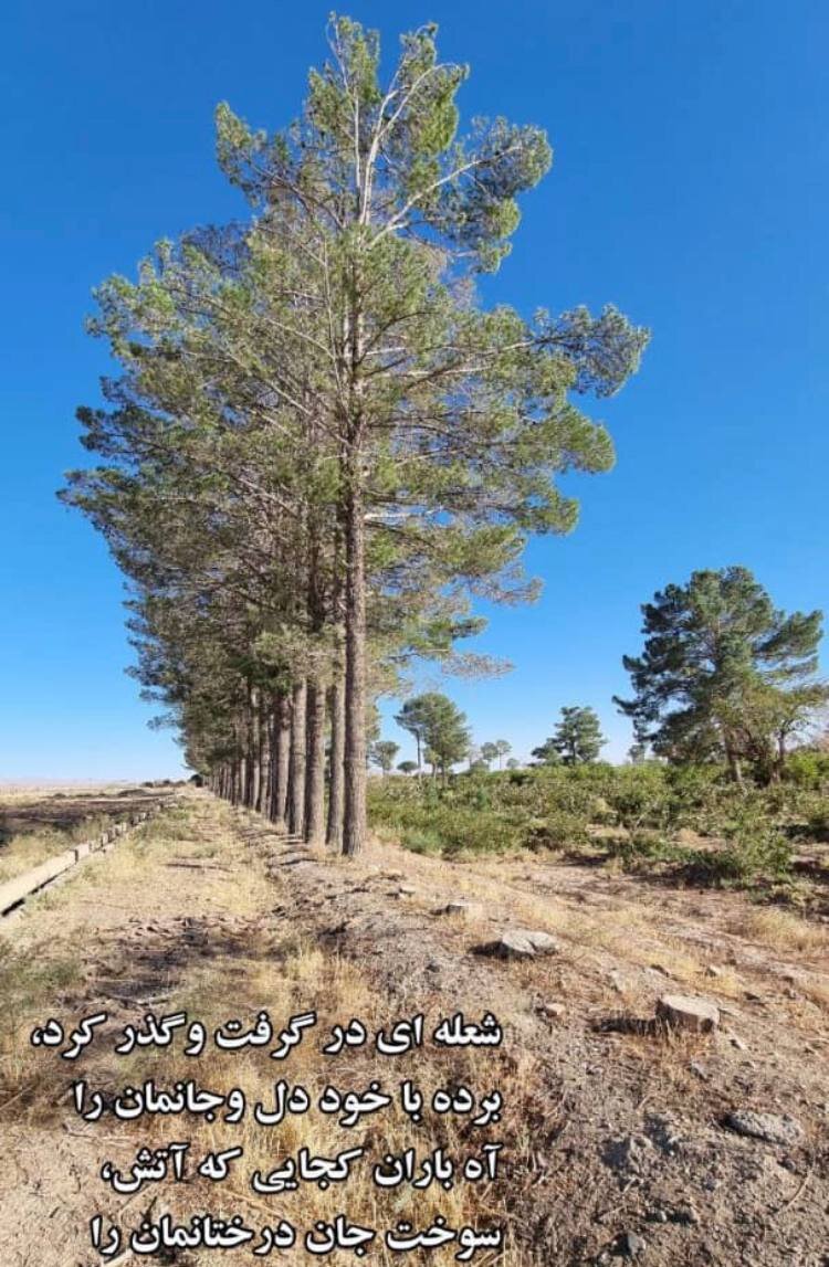 درختان این شهر را بریدند/ عکس