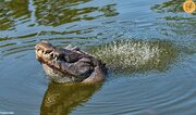 ببینید | رقص ترسناک تمساح‌ها روی آب!