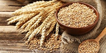 رتبه برتر استان کردستان در طرح جهش تولید در دیمزارها