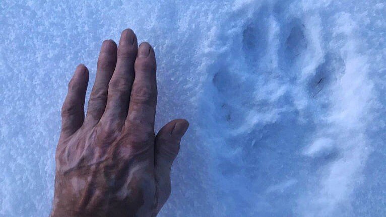 غولپیکرترین گرگ جهان، یک شکارچی باشکوه/ عکس