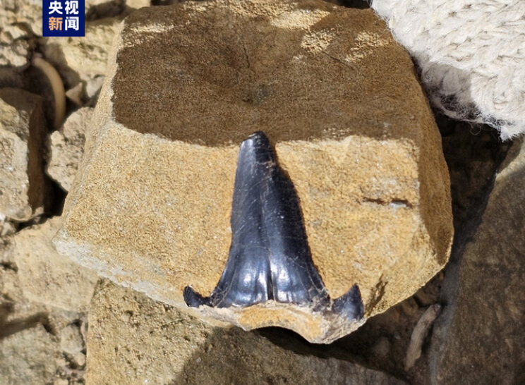 ابهت دندان کوسه ماقبل تاریخ که در چین پیدا شد!/ عکس