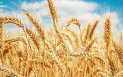 خرید تضمینی ٨۵ هزار تن گندم توسط تعاون روستایی کرمانشاه در سال جاری