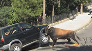 ببینید | شاخ به شاخ شدن گاو خشمگین با خودروی سواری