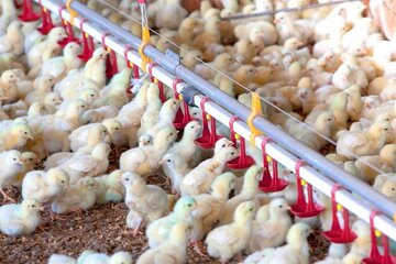افزایش ١۵ درصدی جوجه ریزی در کرمانشاه نسبت به سال گذشته/۵۵۰ واحد مرغداری گوشتی در کرمانشاه فعال هستند