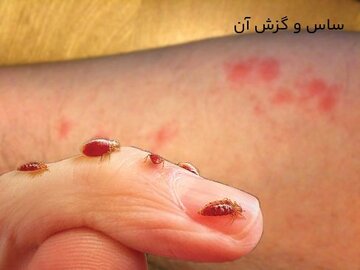 حقایق عجیب راجع به حشرات موذی خانگی