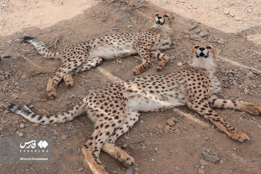 «آذر» و «توران» در حال آفتاب گرفتن/ عکس